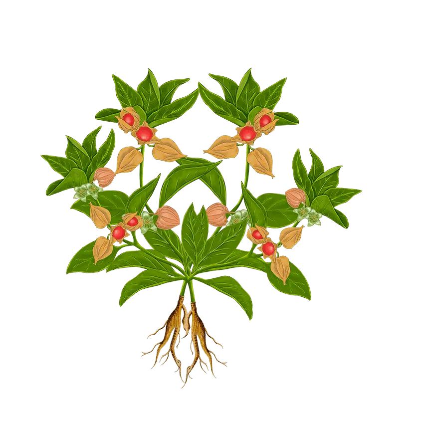 Ashwagandha Supplement