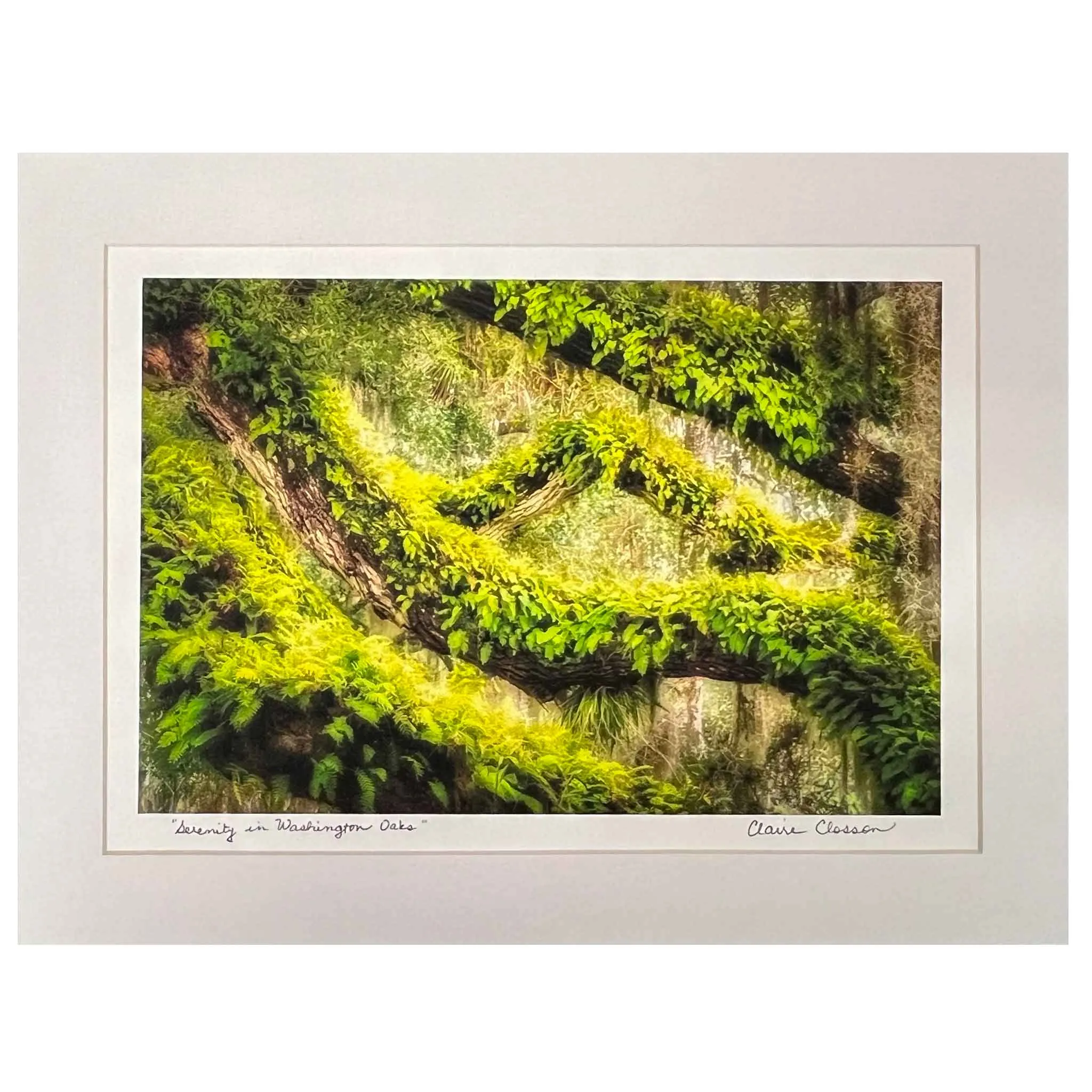 ECC Serenity in Washington Oaks Matted Print