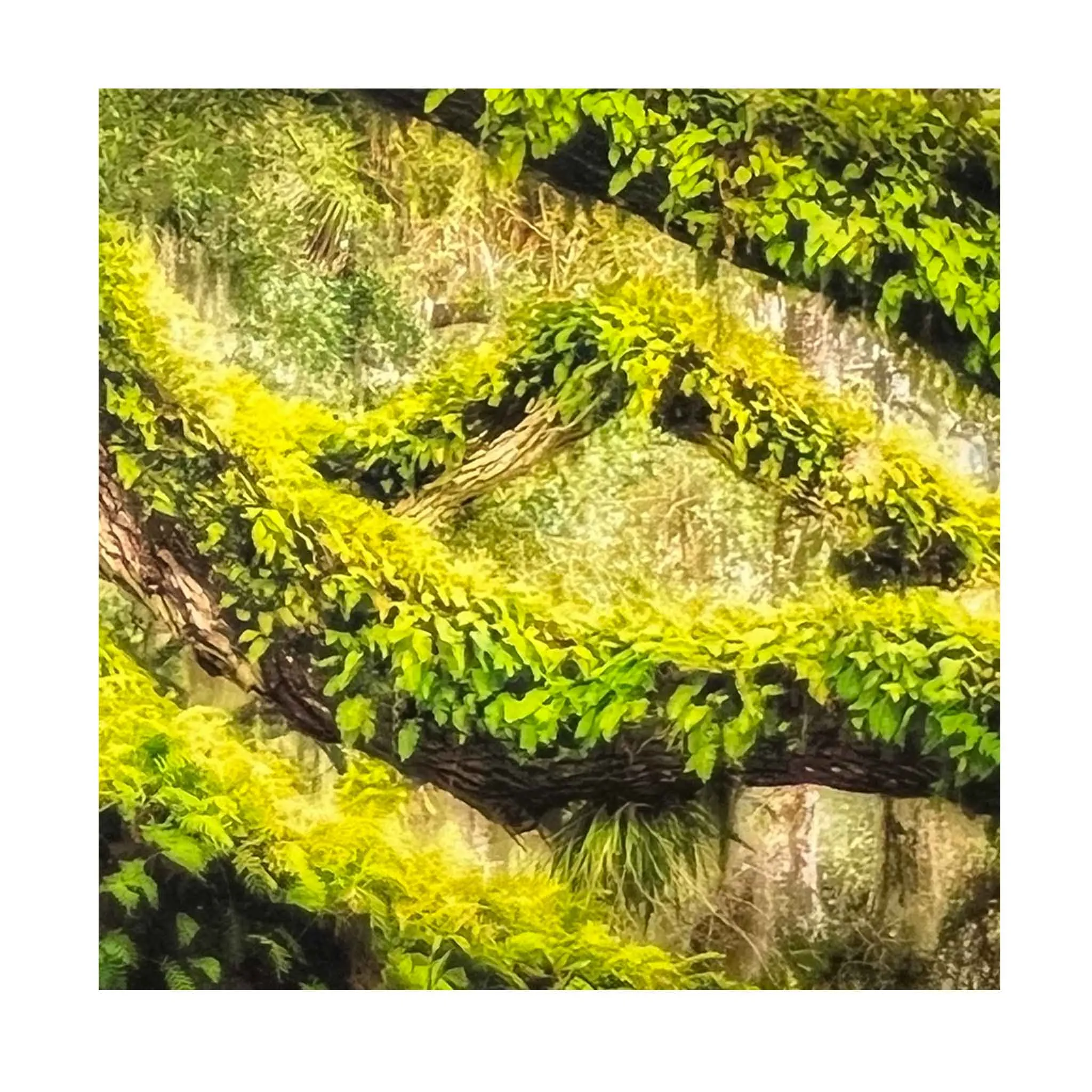 ECC Serenity in Washington Oaks Matted Print
