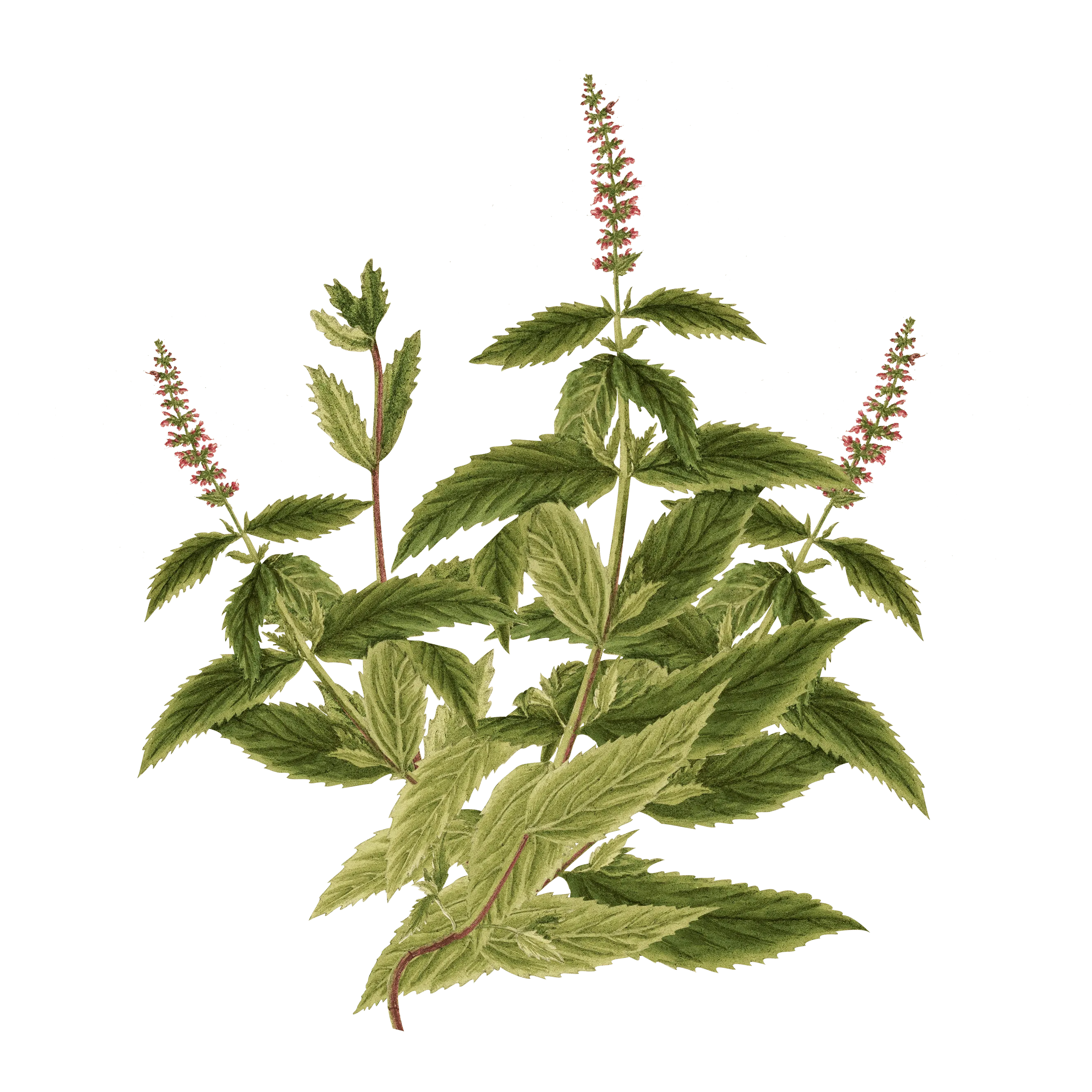 Karoo Mint Supplement